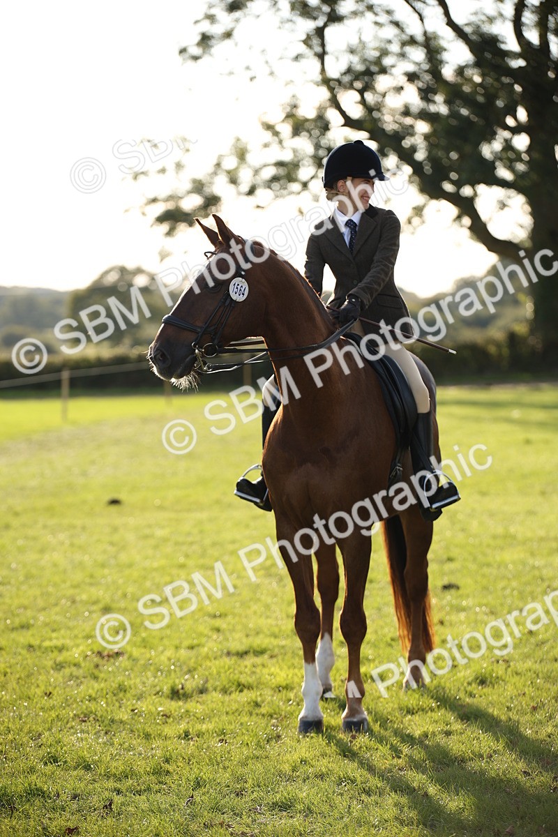 SBM_54354 - S27 - Mature Veteran - Ridden