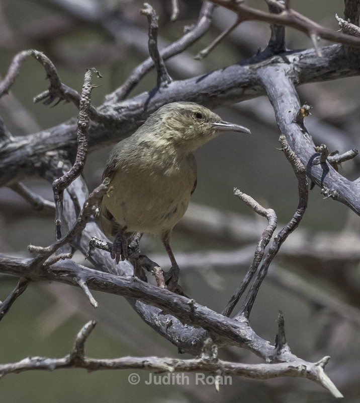 Long-billed Crombec - Namibia 2022