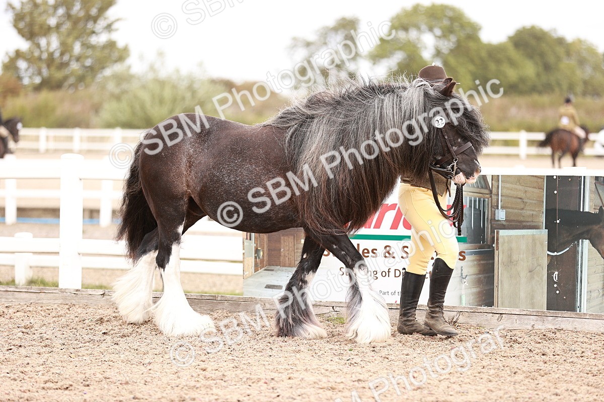 SBM_16182 - Class412 - Handsome Gelding (IH  or Ridden) Adult