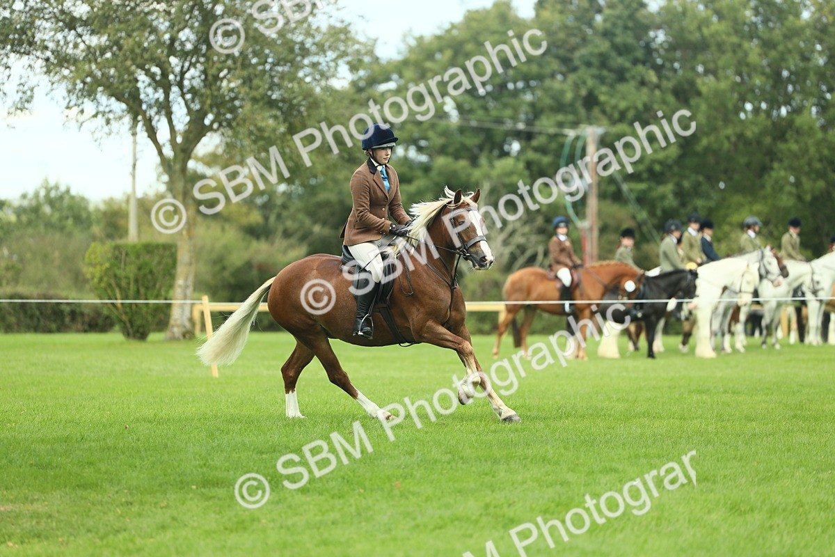 SBM_42815 - S30 - M&M Working hunter Pony
