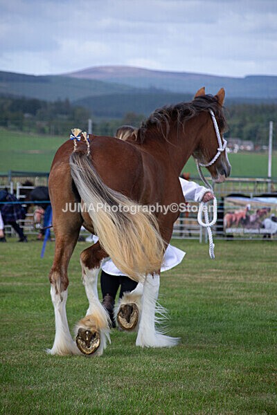 DSC_0139 - Ring 1