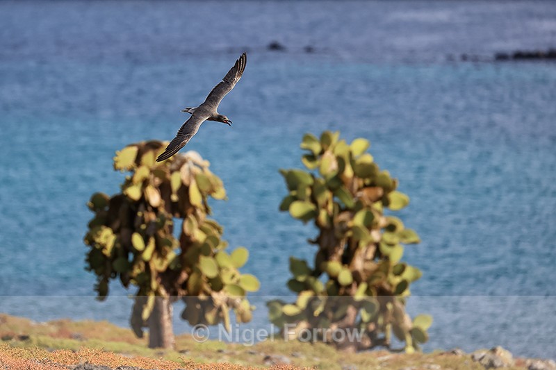 Lava Gull flies past cacti, South Plaza Island, Galapagos - Lava Gull