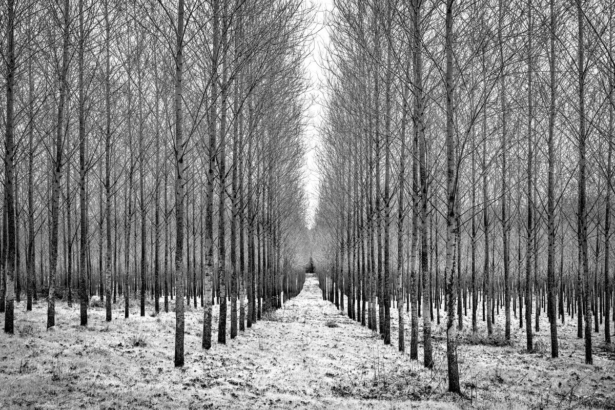 Eternal Spring - Order