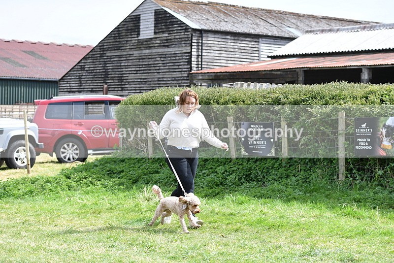 WJ5_9668 - Class 3 Most Handsome Dog