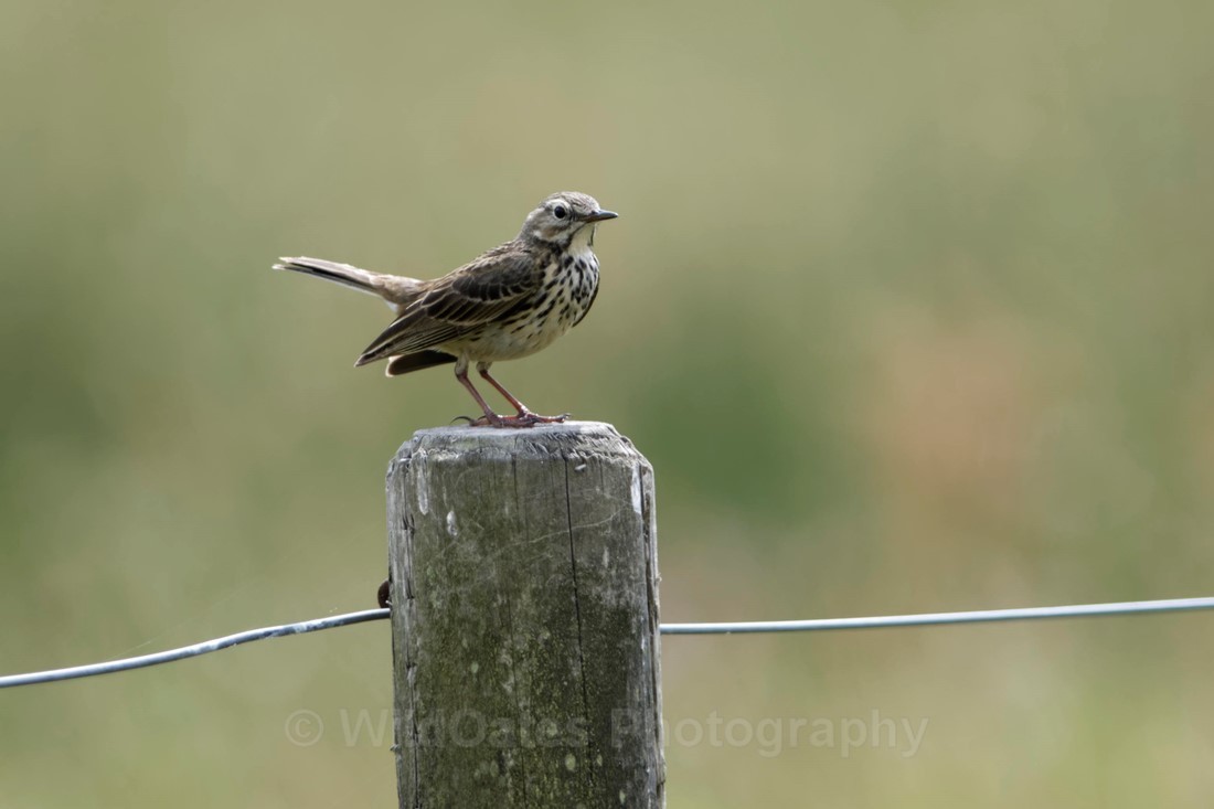 Fife_Meadow Pipit 0005 - Isle of May and Fife