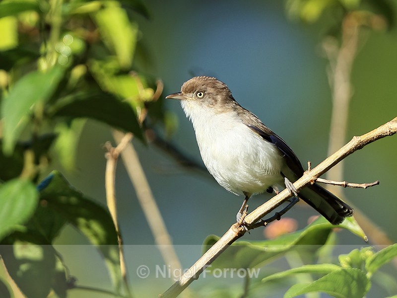 Blue-winged Siva, Lang Biang mountain, Vietnam - Blue-winged Siva