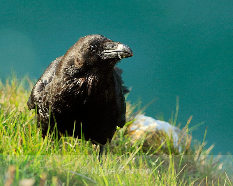 Raven close-up on the cliff-top at Durlston - Raven