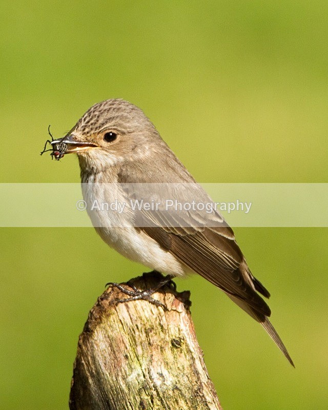 20110613-IMG_5700 - Flycatchers