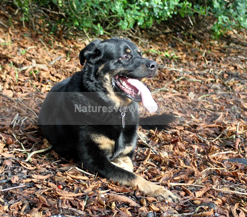 Zach-4791 - Pet Photography