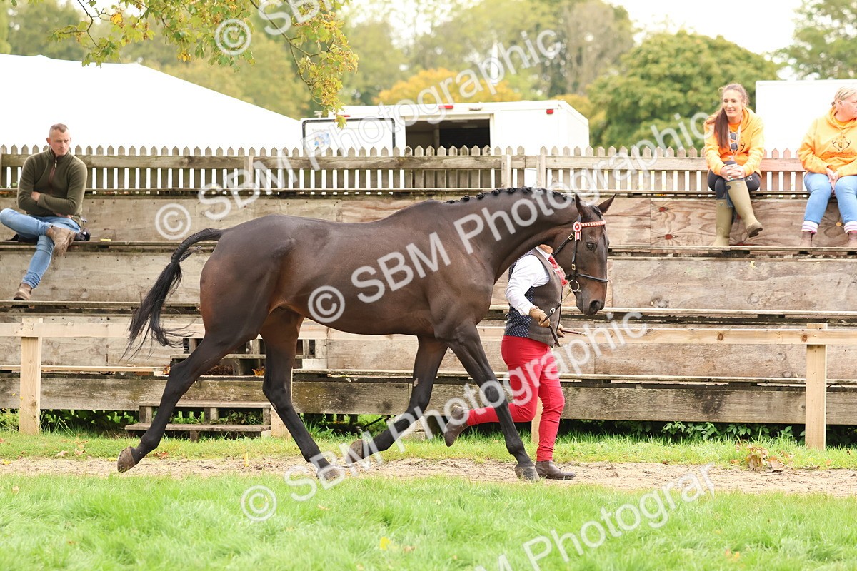 SBM_59879 - S36 - Rehabiliated Rescue Horse & Pony In Hand & Ridden