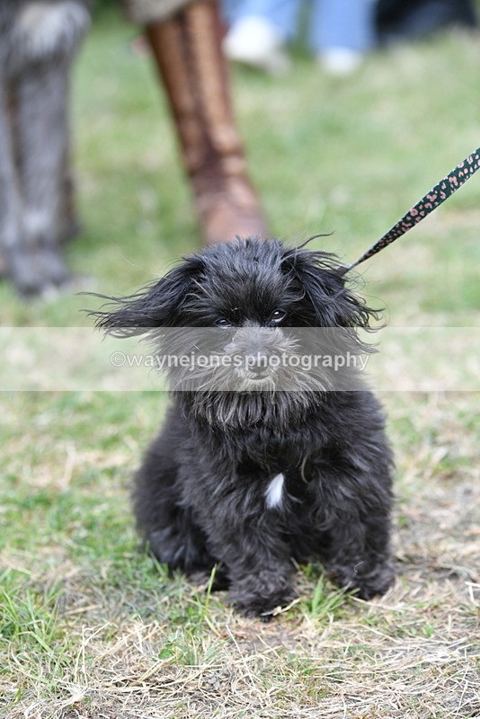 WJ5_9227 - Class 1 Best Cross Breed / Heniz 57