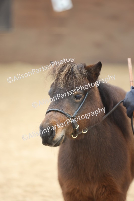 20251109-0354 - Class 13 - Mares 4 Years and Over