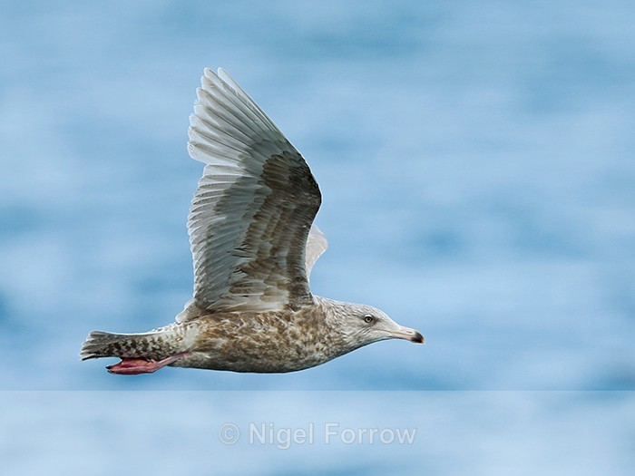 Glaucous Gull (second-winter) flying at Grundarfjörður - Glaucous Gull