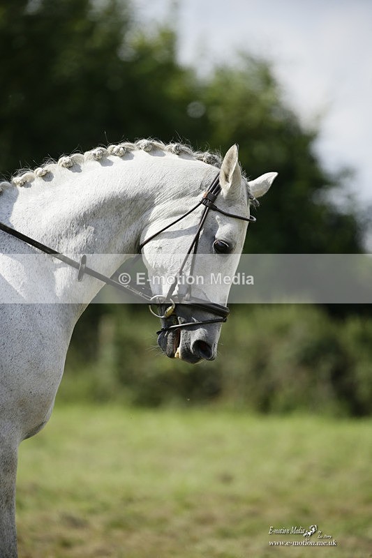 BVRC 120921 394 - Bourne Valley Riding Club UA Dressage & Show Jumping 12/09/21
