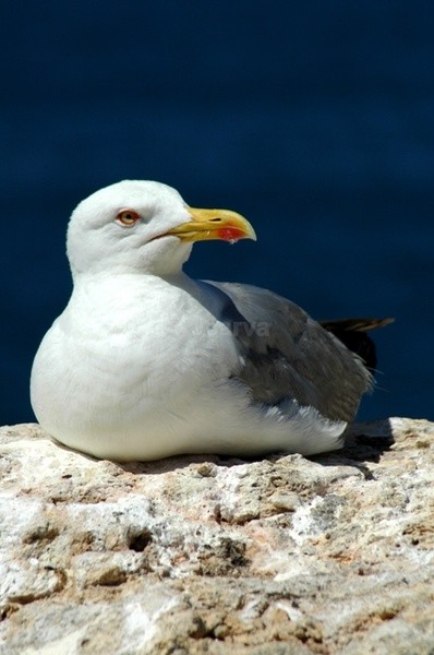 Eggless - Seagulls