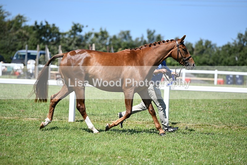 DSC_6871 - Class 57: Hunter/Riding Horse/Hack 1, 2 & 3 yr olds