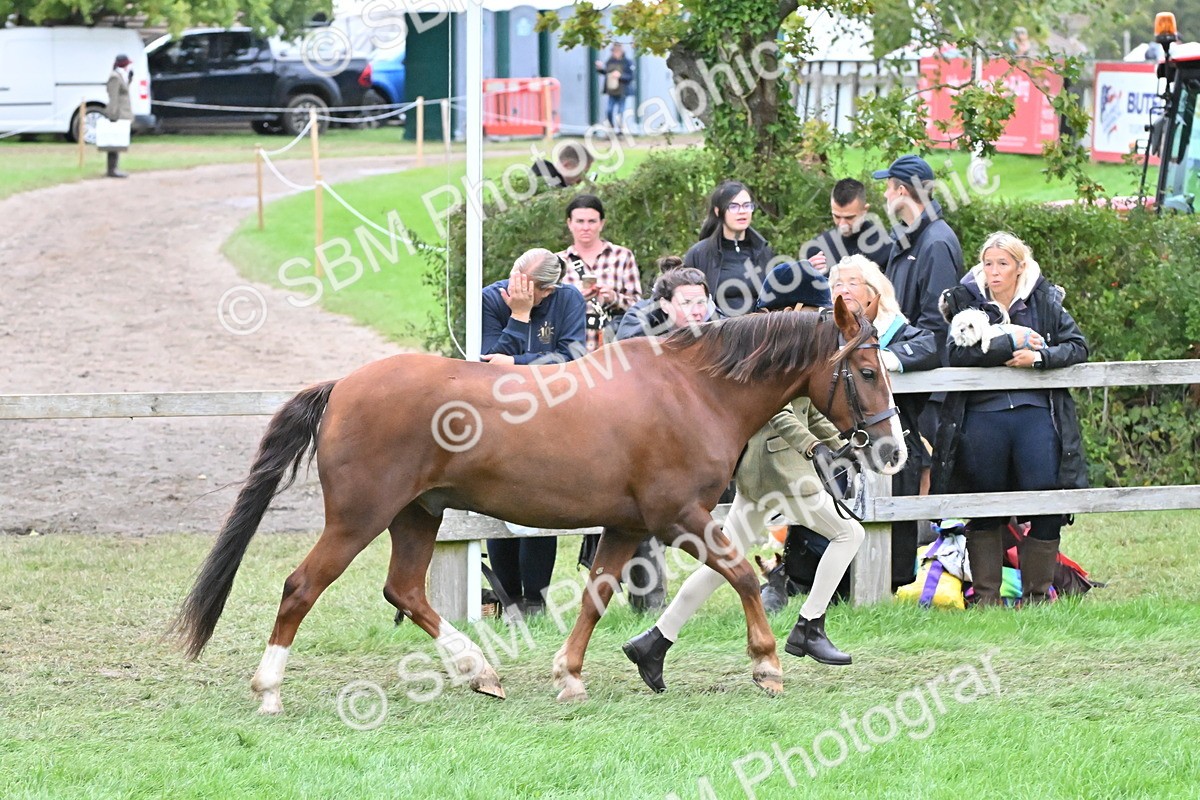 SBM_68585 - S42 - Junior Handler 9-12 Years