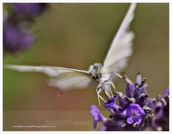 Natures Moments - Invertebrate's Macro