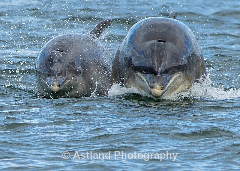 Astland Photography, Bird and Wildlife Images, Susan and Peter Wilson, U.K.