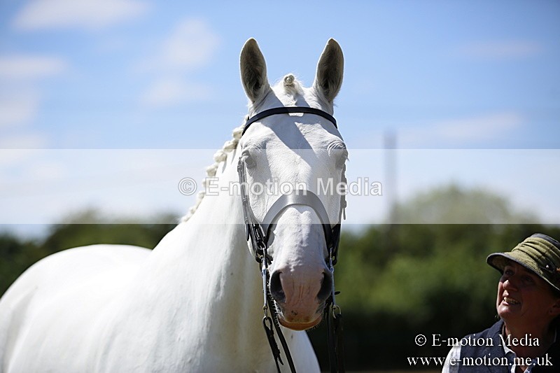 _C7A0176 - In Hand Championship BVRC Show 2018
