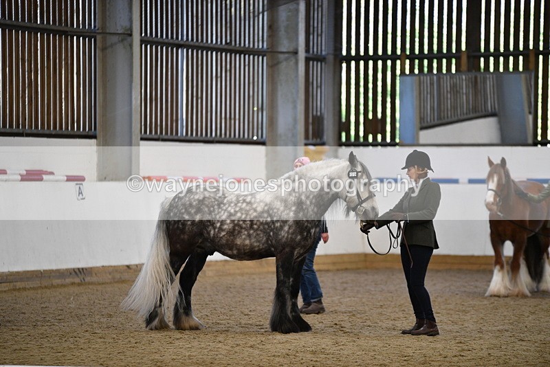 WJ5_5507 - Class 8 In hand cob