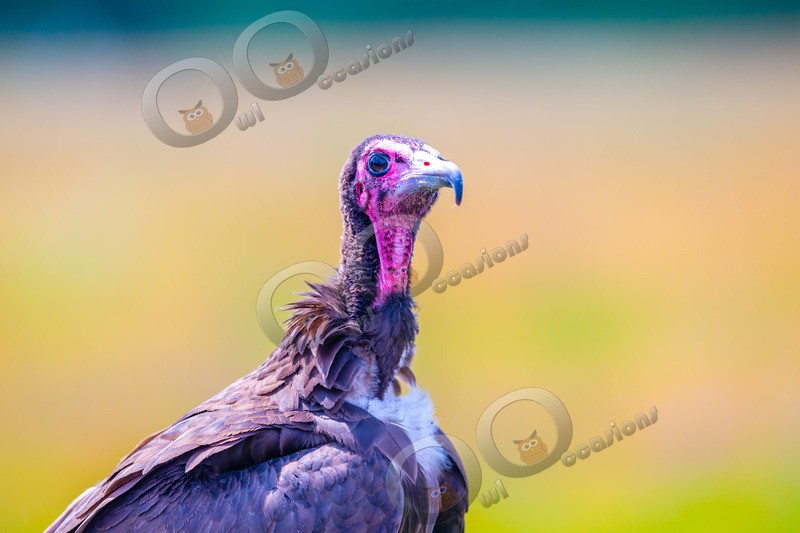 hooded vulture Necrosyrtes monachus-5755 - BoP from around the world
