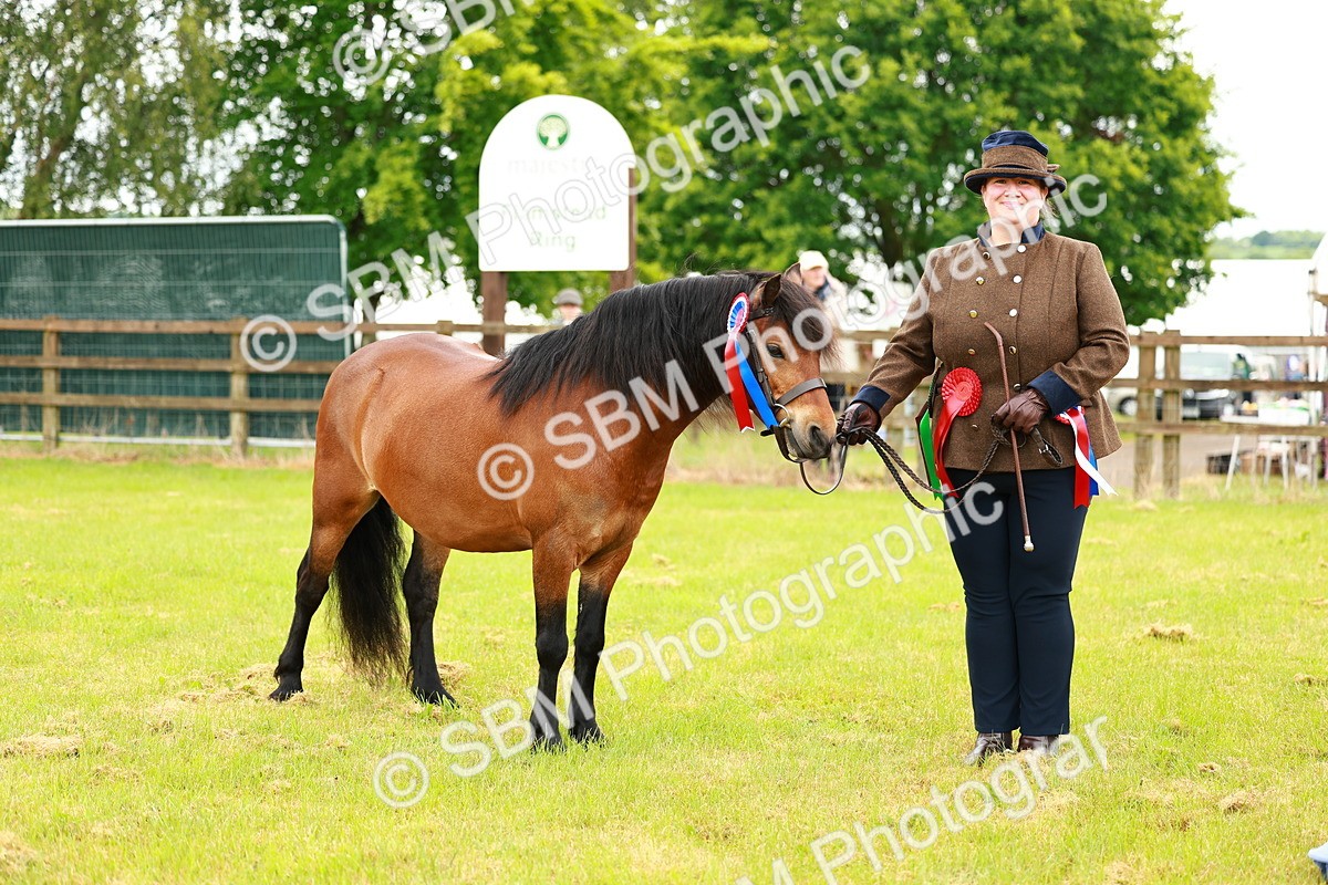 SBM_00312 - Class 58-67 - M&M Non Welsh Pony In hand