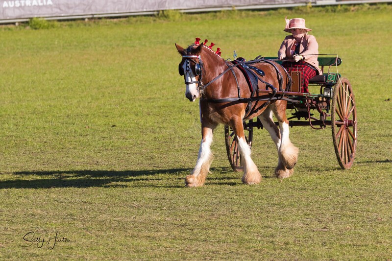 One horse and cart 10. 0A3A9538 - 2025 Senic Rim Clydesdale Spectacular