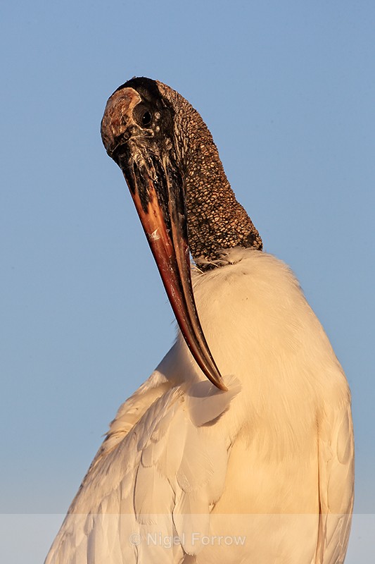 Wood Stork delicately preens feather, Wakodahatchee Wetlands, Florida - Wood Stork
