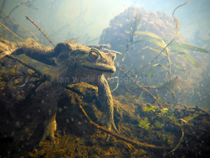 Common Toad underwater next to a blob of frog spawn. - Underwater Photography Bristol, Somerset and South West