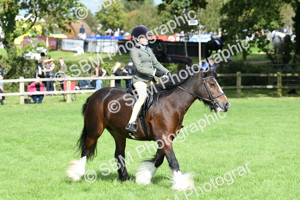 SBM_46908 - S12 - Family Horse & Pony