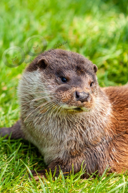 european otter lutra lutra-8284 - UK Wildlife