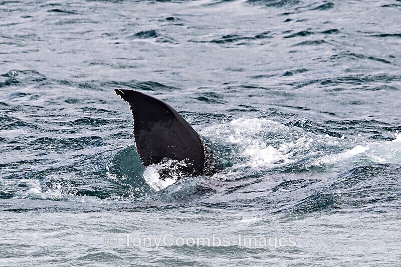Humpback Whale  (fluke) - Iceland