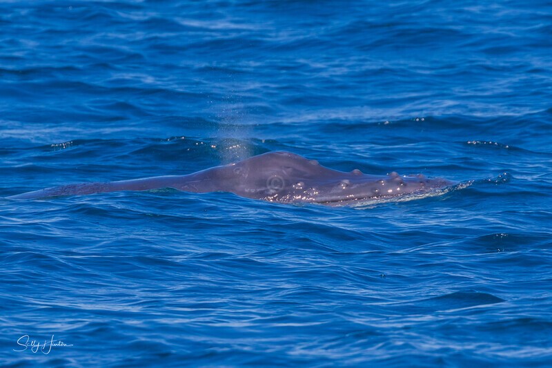 Humpback Calf. 0A3A3626 - 2025 Whales