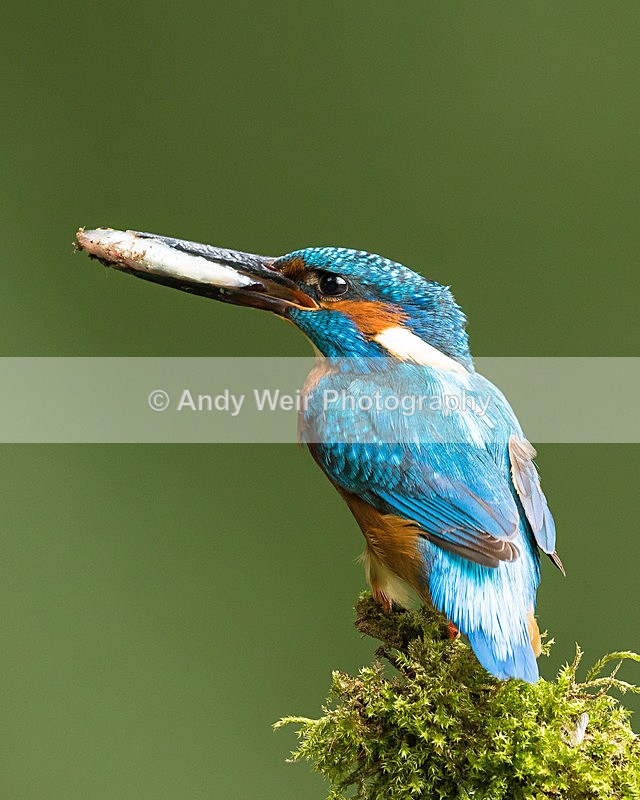 20150717-8E0A0107 - Kingfisher