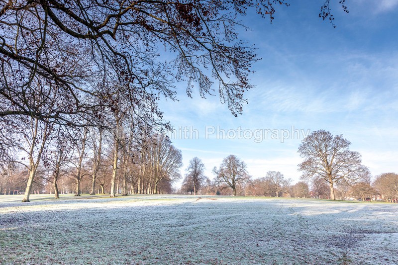 1SKJ1923 - Trees in Abington Park