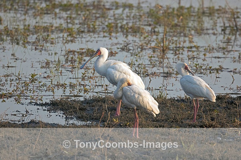 Adrican Spoonbill - Botswana ~ Birds