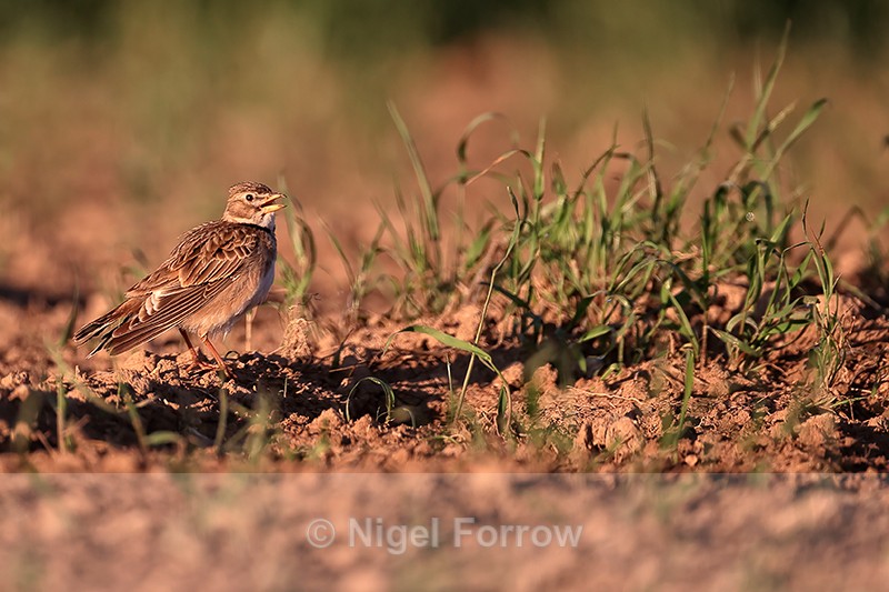 Calandra Lark calling, Mongai, Spain - Calandra Lark