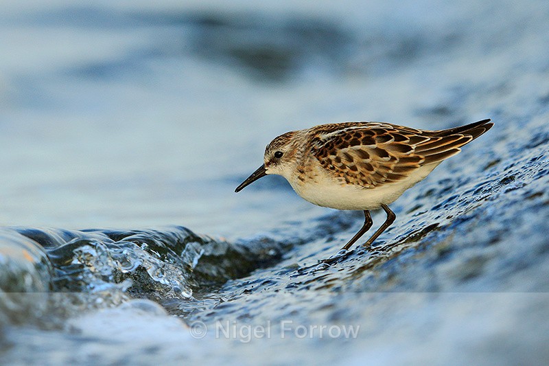 Little Stint watches a wave approach at Farmoor Reservoir - Little Stint