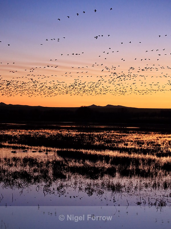 Snow Geese flying at dawn, Bosque del Apache, New Mexico - Snow Goose