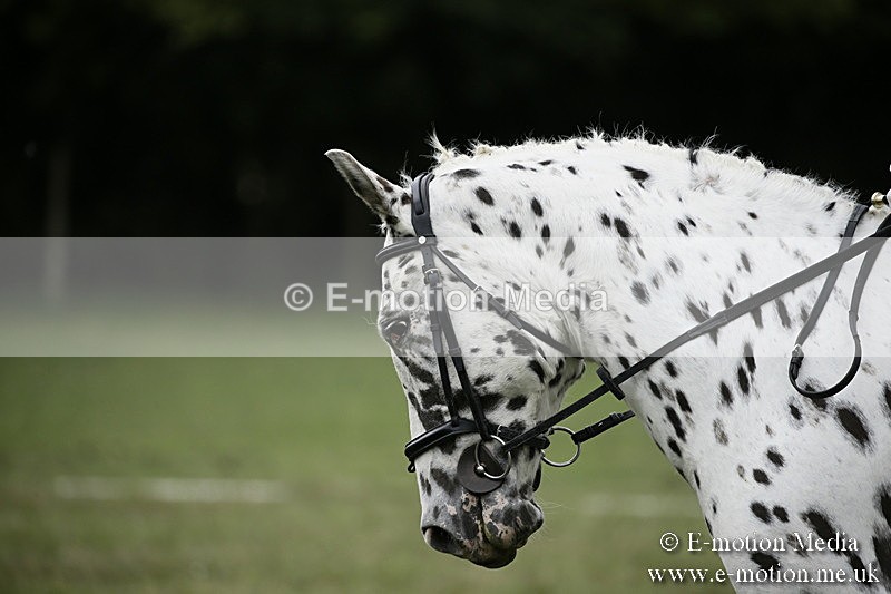 BVR080918 279 - BVRC Novice Dressage & CR 08/09/18