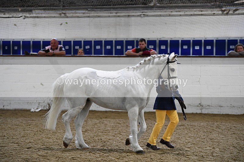 WJ5_4654 - Class 3 Part Bred In hand