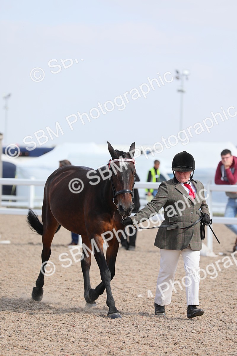 SBM_15791 - Class 312 IH Competition Horse/Pony