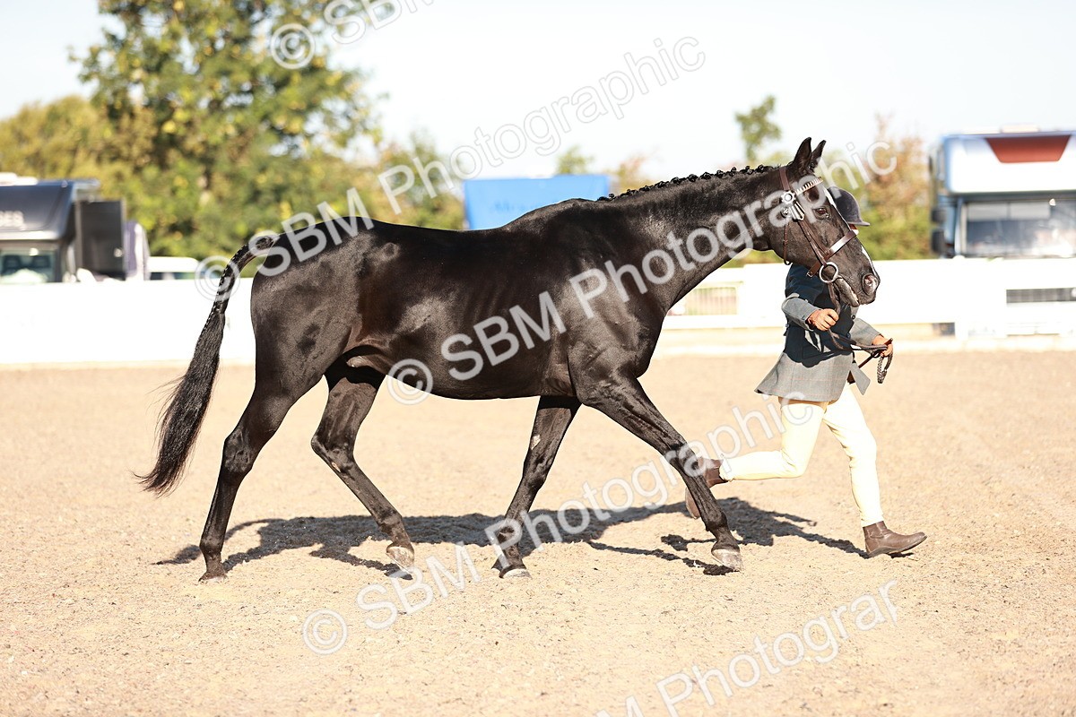 SBM_11172 - Class 401 - IH  Veteran horse