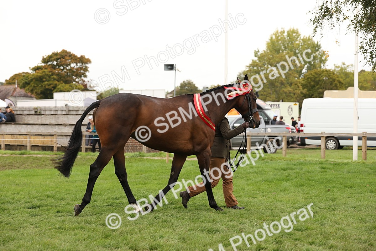 SBM_60887 - In Hand Horse Supreme Championship