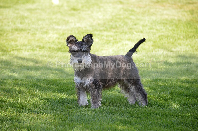  - Schnauzers