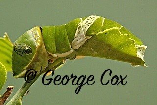 Tiger Swallowtail Larva