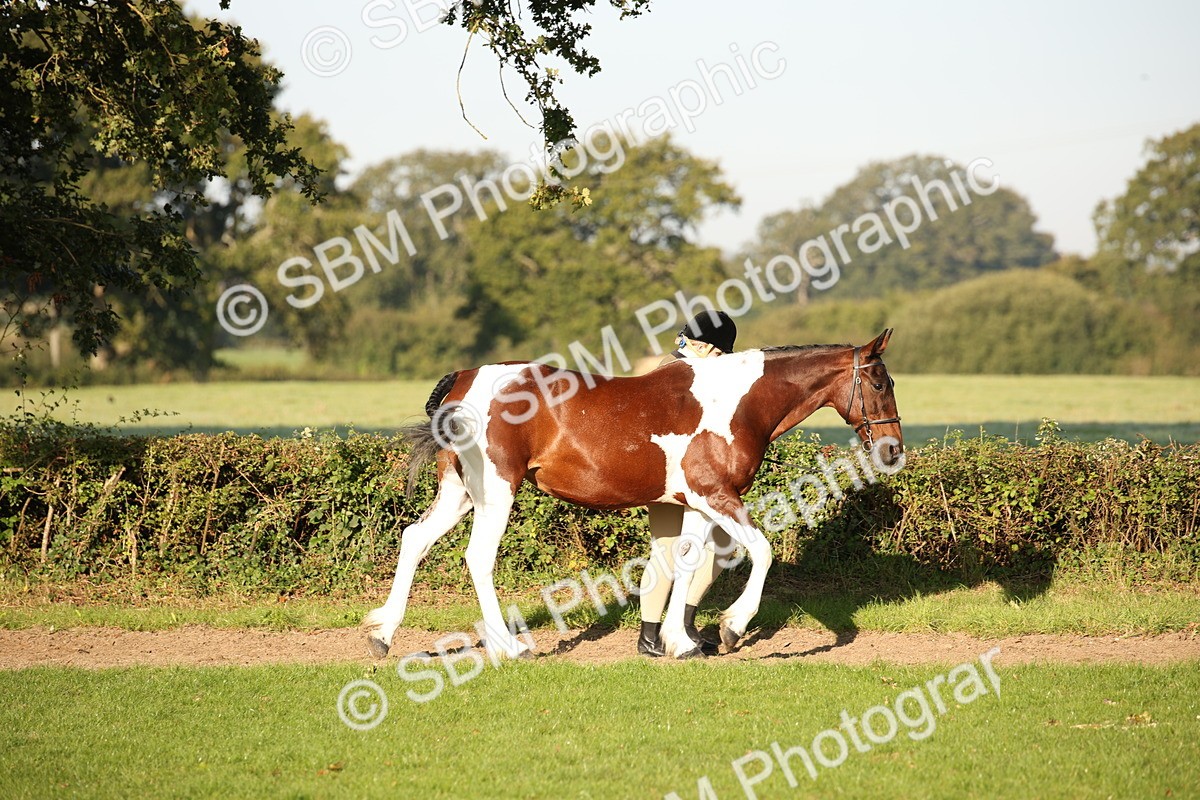 SBM_58646 - S51 - Piebald & Skewbald Horse In Hand