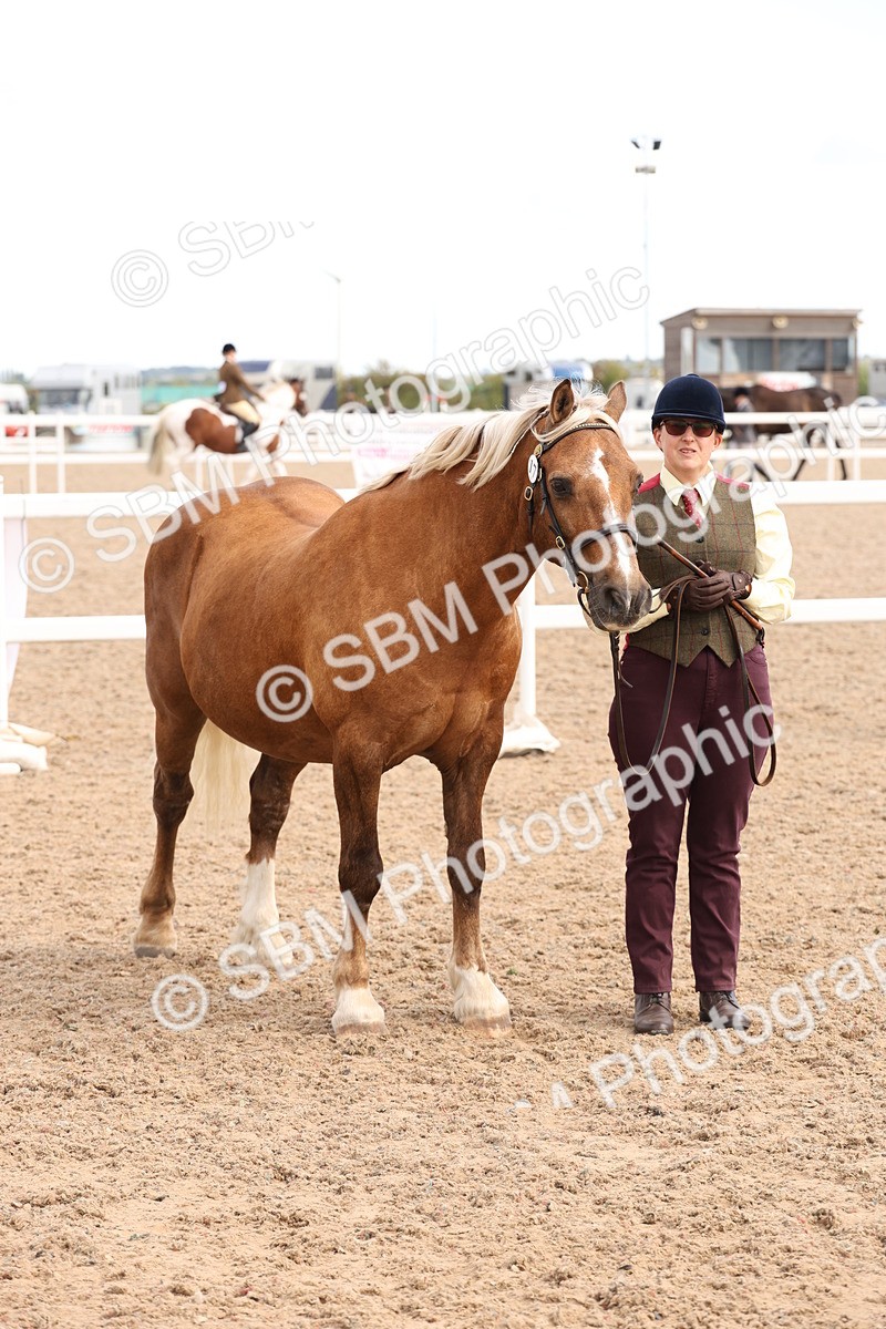 SBM_13984 - Class 205 - IH Show Pony - Show Hunter Pony