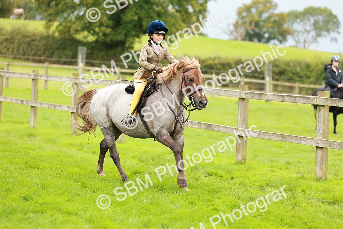 SBM_41815 - S32 - Mountain & Moorland Working Hunter Pony